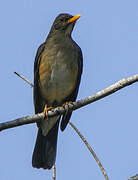 African Thrush