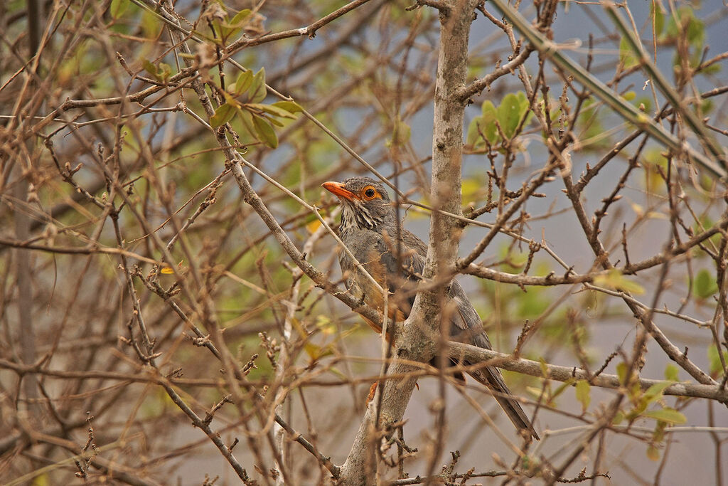 Bare-eyed Thrush