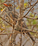 Bare-eyed Thrush