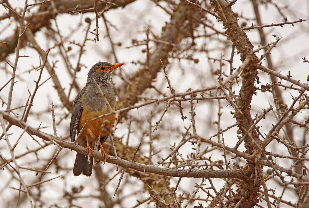 Bare-eyed Thrush