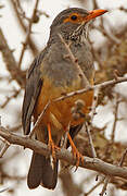 Bare-eyed Thrush