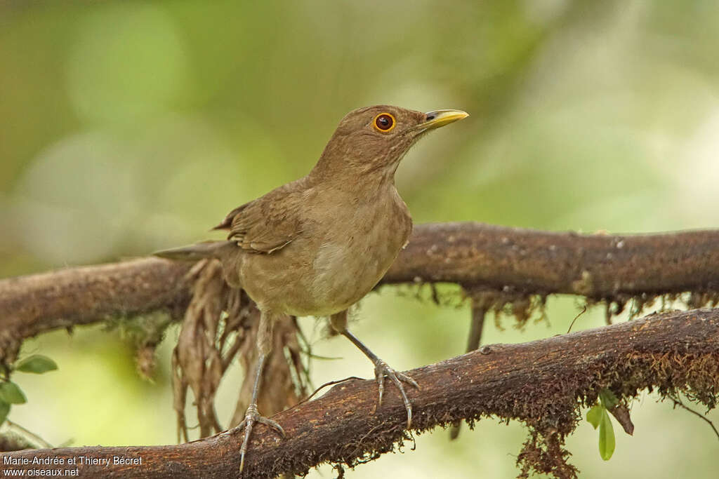 Ecuadorian Thrush