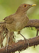 Ecuadorian Thrush