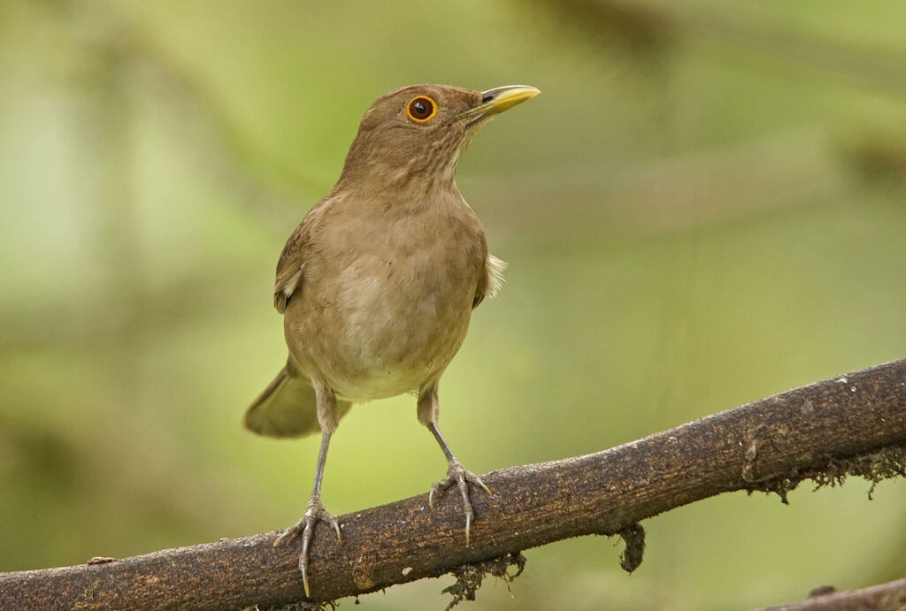 Ecuadorian Thrush