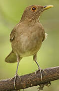 Ecuadorian Thrush