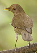 Ecuadorian Thrush