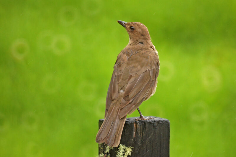 Mountain Thrush