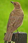 Mountain Thrush