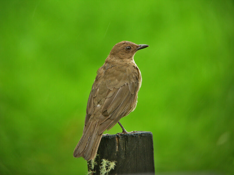 Mountain Thrush