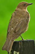 Mountain Thrush