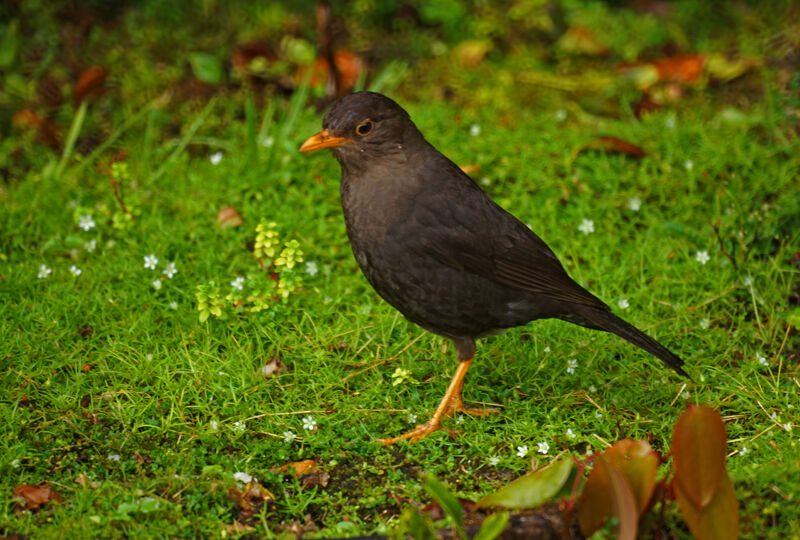 Merle des îlesadulte, identification