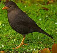 Tasman Sea Island Thrush