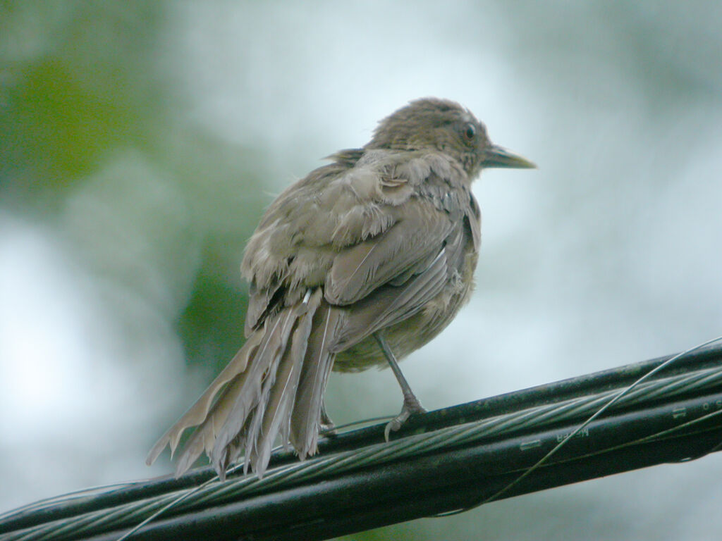 Clay-colored Thrush