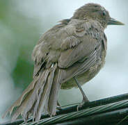 Clay-colored Thrush