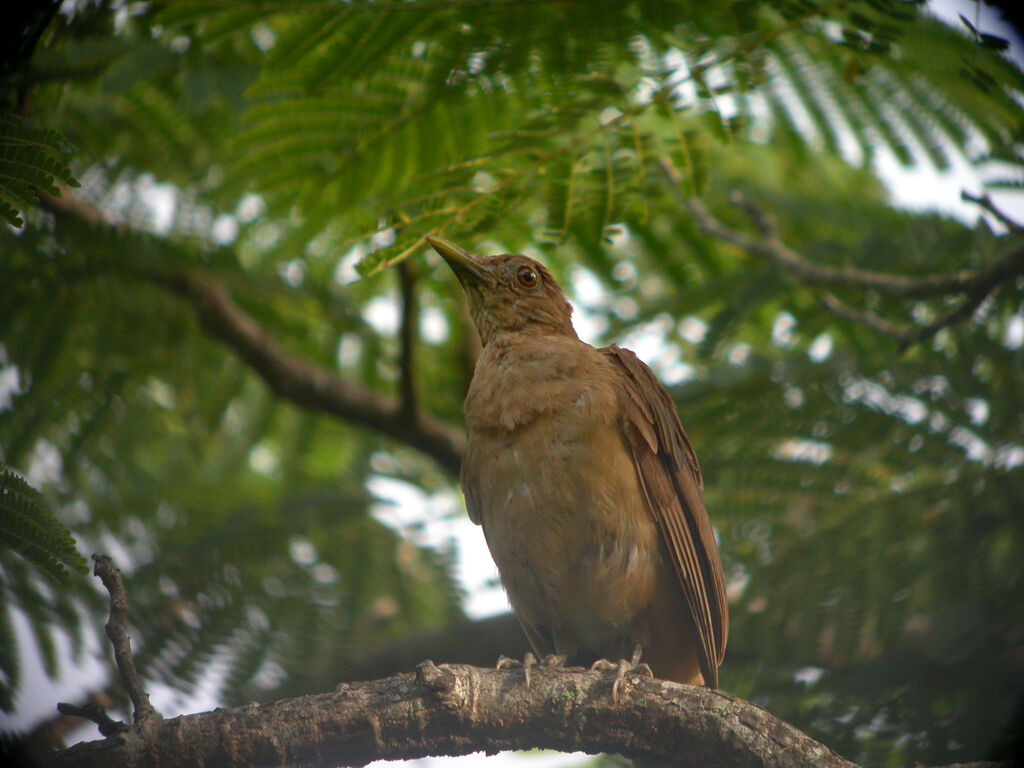 Clay-colored Thrush