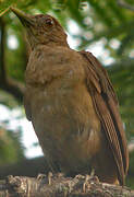 Clay-colored Thrush