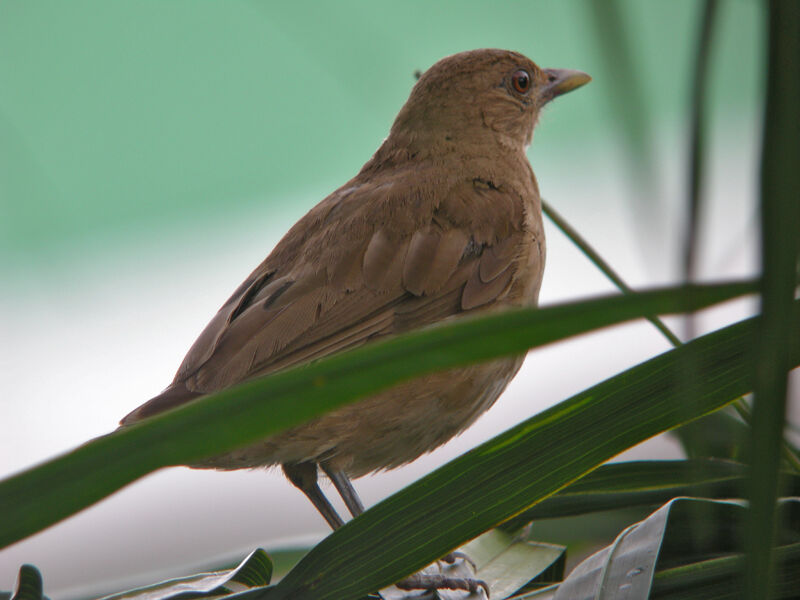 Clay-colored Thrush