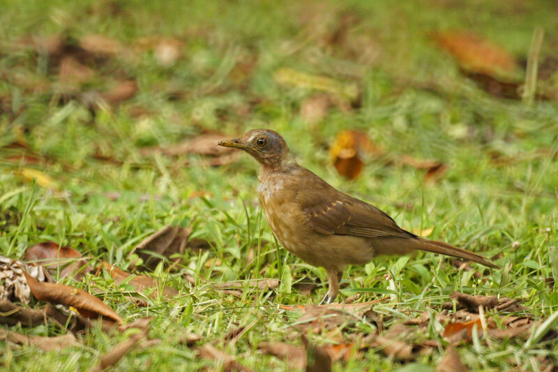 Clay-colored Thrush