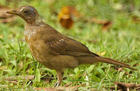 Clay-colored Thrush