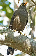 Great Thrush