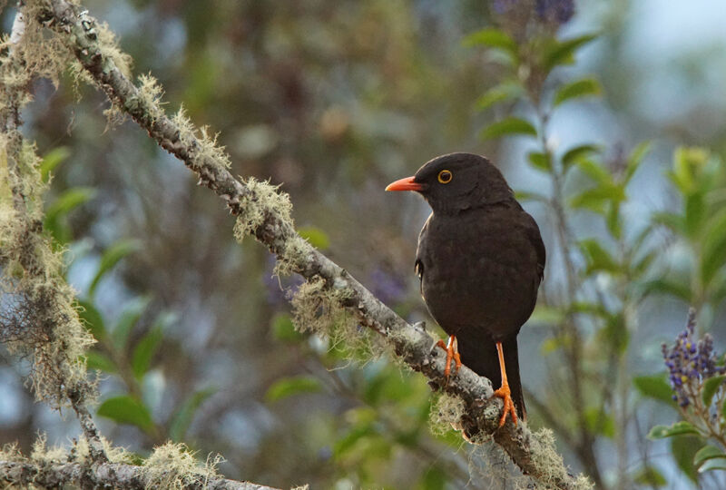 Great Thrush male, adult, portrait