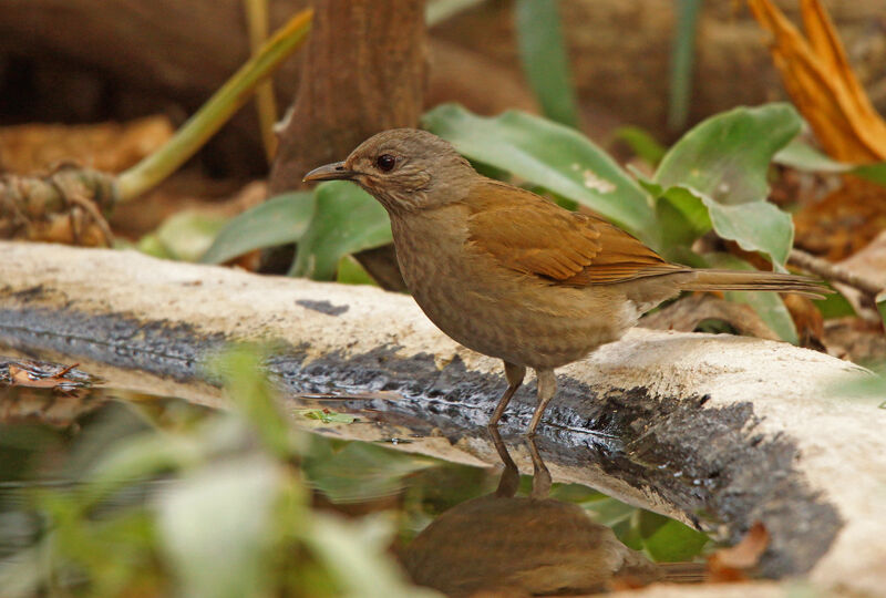 Pale-breasted Thrush