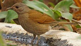 Pale-breasted Thrush