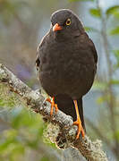 Glossy-black Thrush