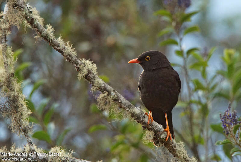 Glossy-black Thrush male adult, close-up portrait