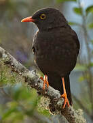 Glossy-black Thrush