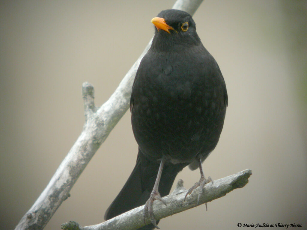 Common Blackbird