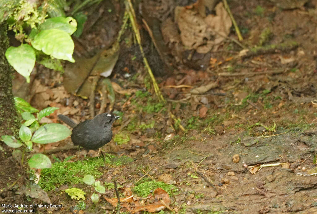 Northern White-crowned Tapaculo male