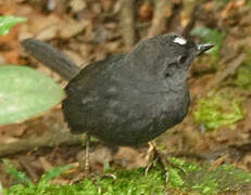 White-crowned Tapaculo