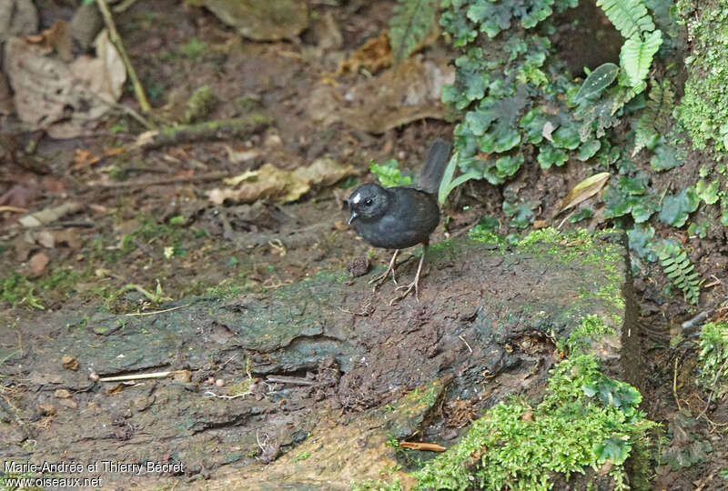 White-crowned Tapaculo male