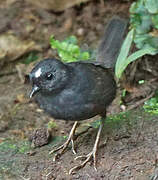 White-crowned Tapaculo