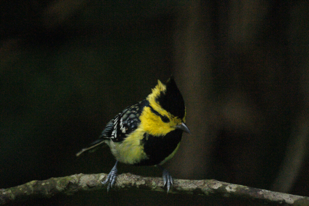 Mésange à dos tacheté