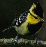 Yellow-cheeked Tit