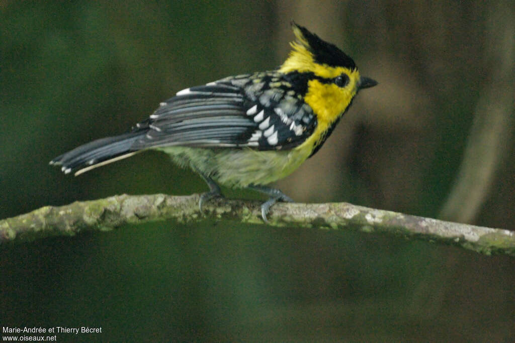 Yellow-cheeked Tit male adult, identification