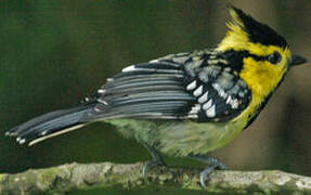 Yellow-cheeked Tit