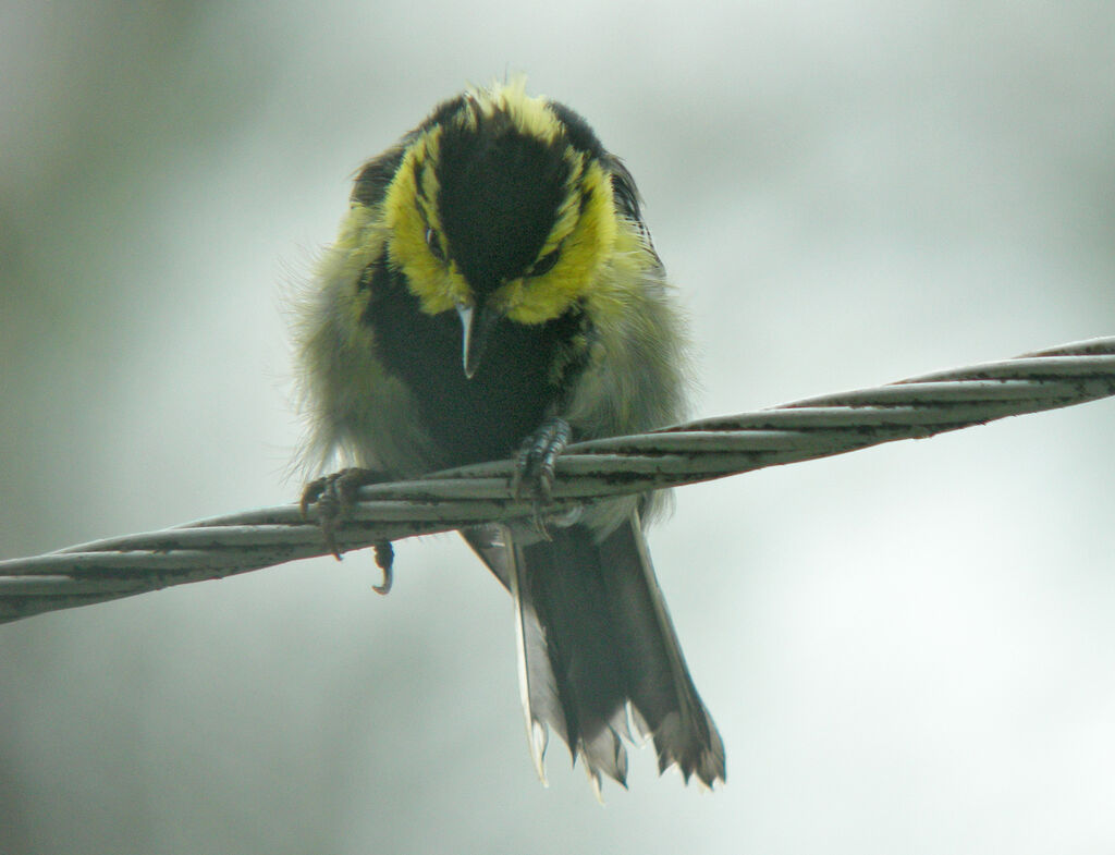 Mésange à dos tacheté