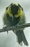 Yellow-cheeked Tit