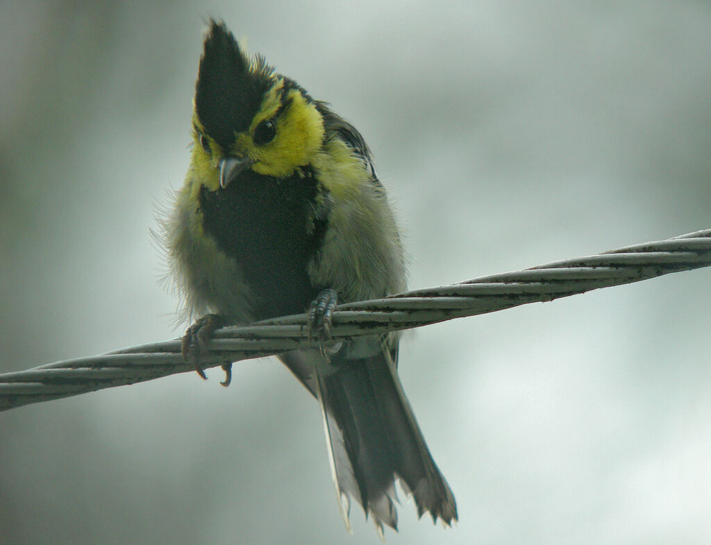 Yellow-cheeked Tit