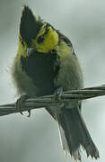 Yellow-cheeked Tit