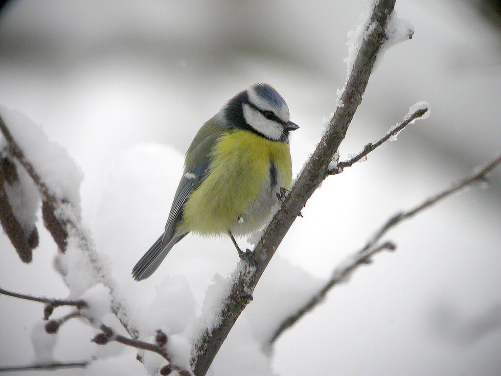 Mésange bleue