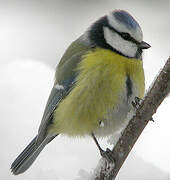 Mésange bleue