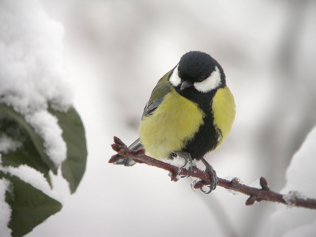 Mésange charbonnière