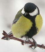 Great Tit