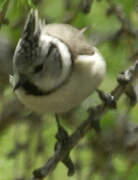 Mésange huppée