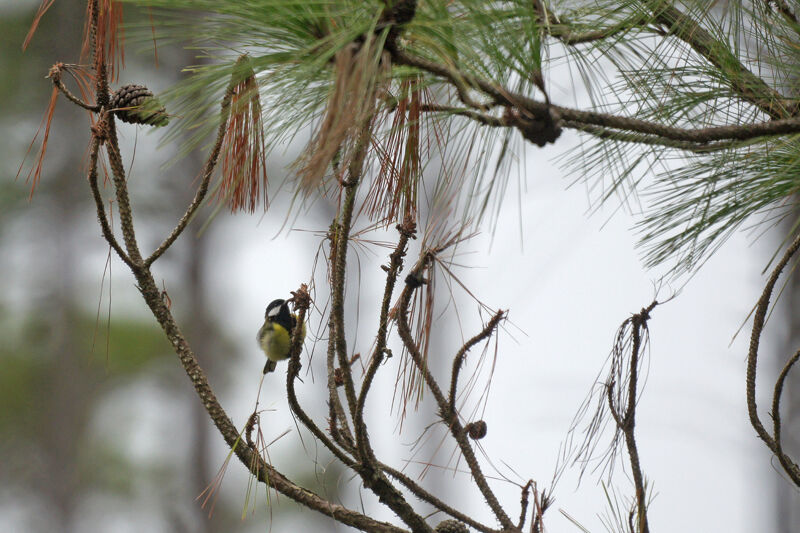 Green-backed Tit