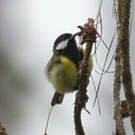 Mésange montagnarde